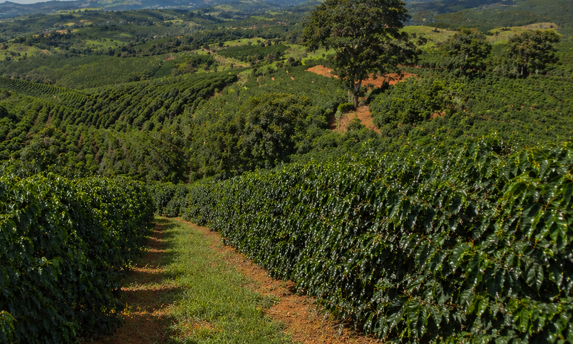 Brazilian Coffee Beans: What Makes Them Different?