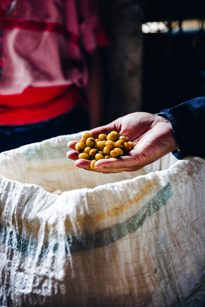 Direct Trade Coffee, Explained: What It Means and Why It Matters